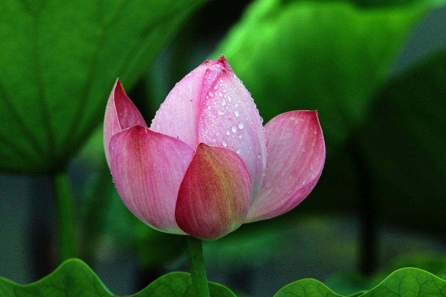 雨后荷花