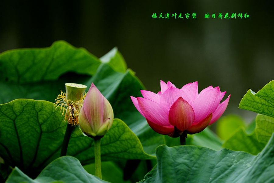 【花开花谢一年--荷韵摄影图片】生态摄影