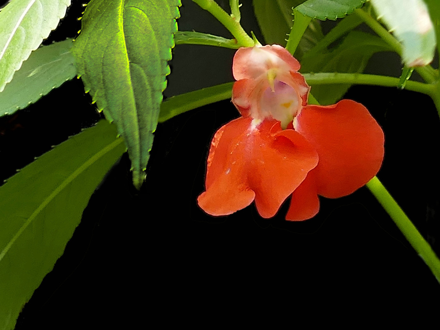 【红色凤仙花摄影图片】生态摄影_太平洋电脑网摄影