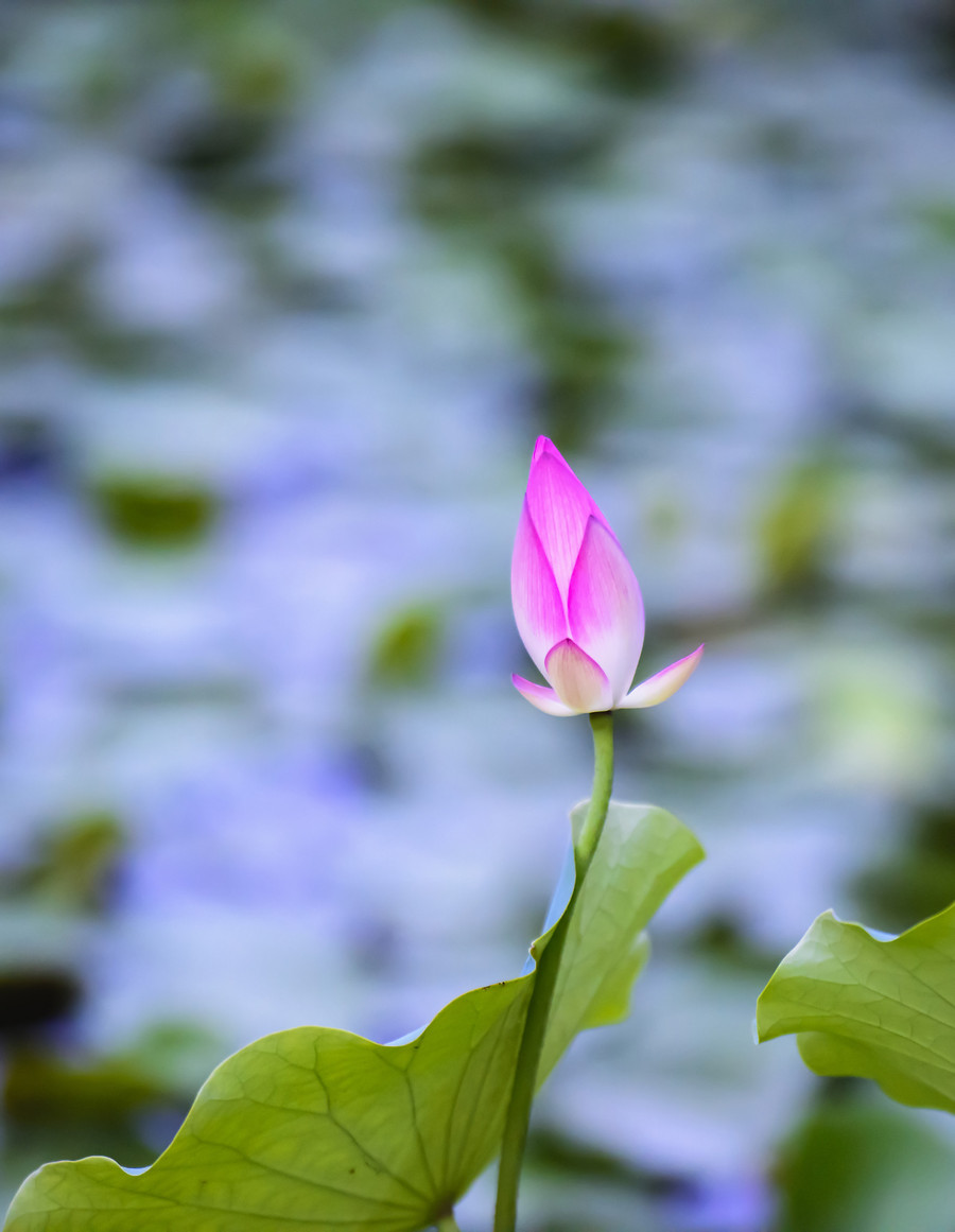 夏荷
