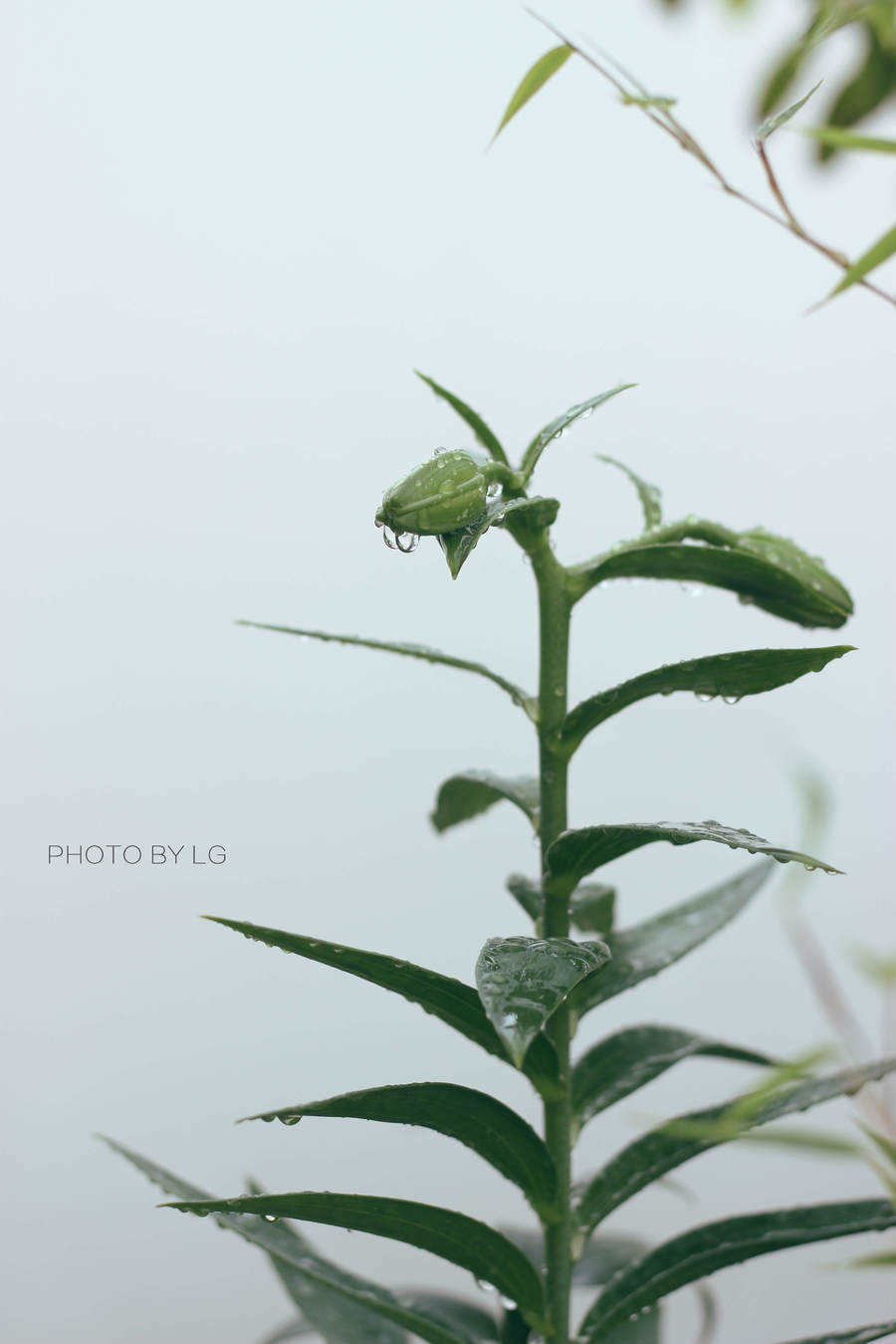 雨中百合