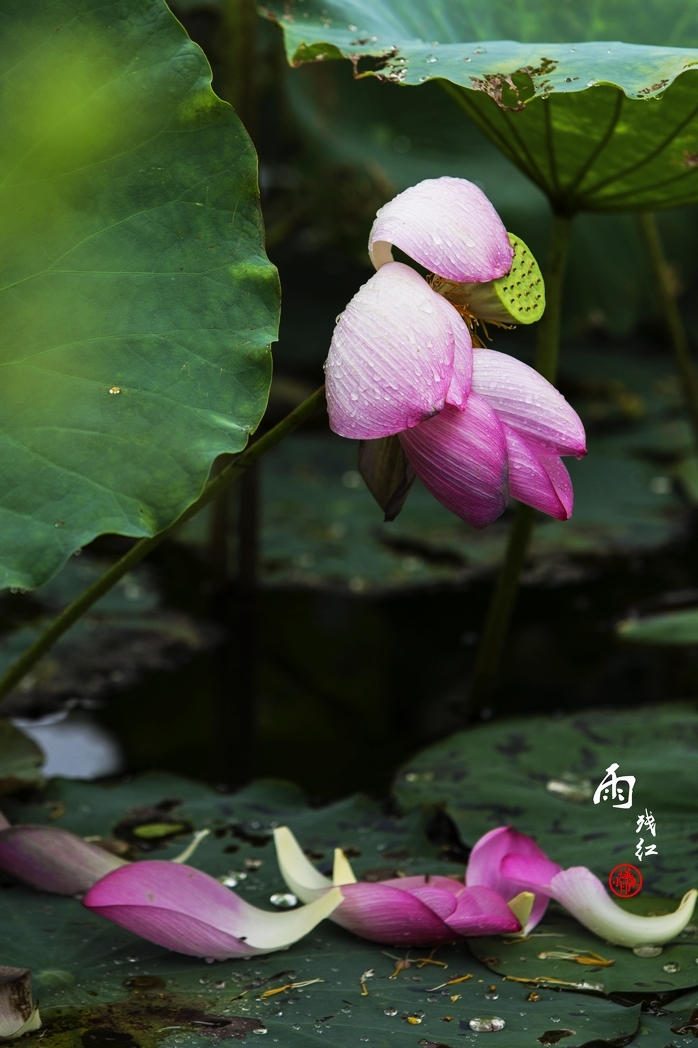 【雨季 雨~残红