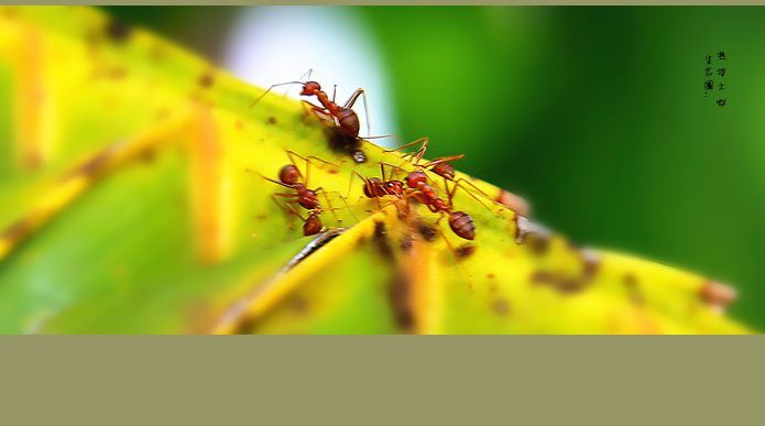 【生态圈:热带雨林红蚁摄影图片】生态摄影
