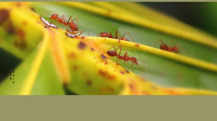【生态圈:热带雨林红蚁摄影图片】生态摄影