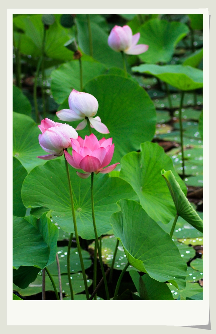 雨后荷花