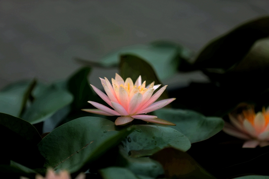 夏莲