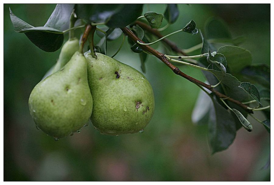 【树上的大鸭梨摄影图片】生态摄影