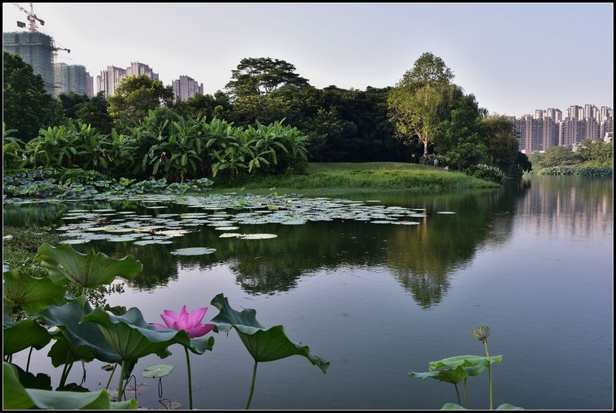 荷池晨景