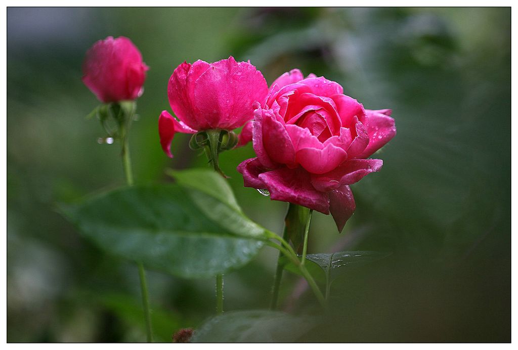 雨后花艳