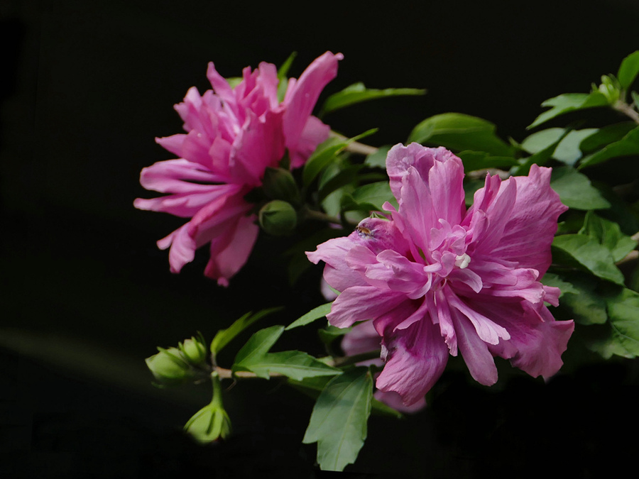 木槿花
