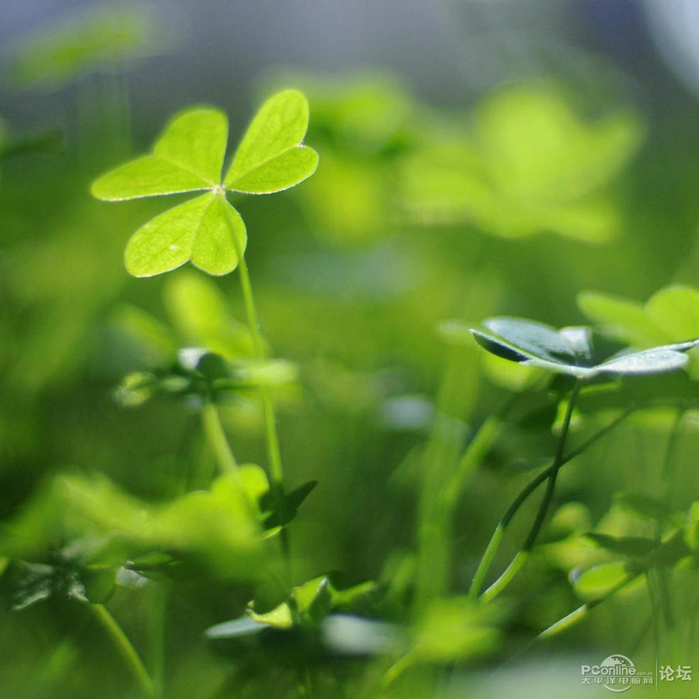 绿色护眼植物ipadmini壁纸 第三辑_平板壁纸论坛_电脑