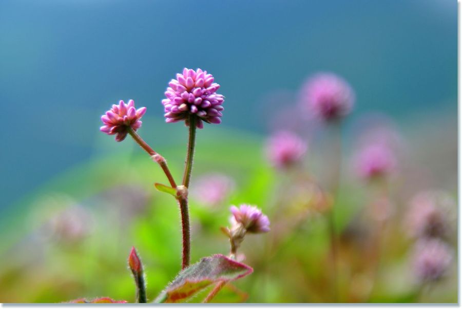 小花小草