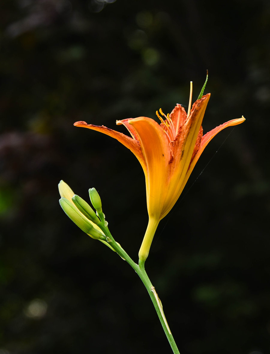 大宣草花