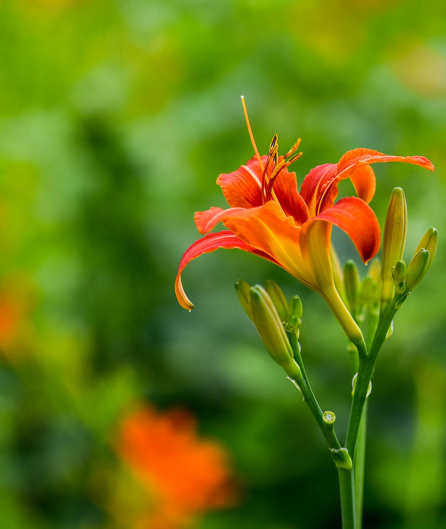 大宣草花