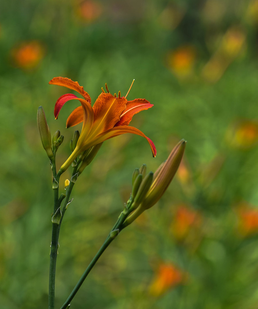 大宣草花