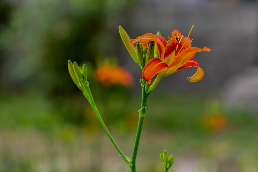 大宣草花