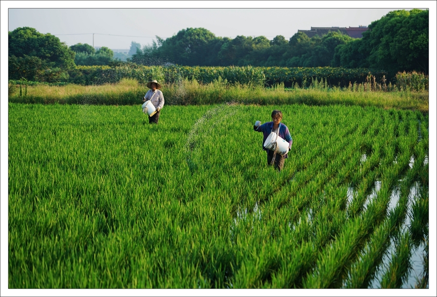 【施肥的农民摄影图片】上海纪实摄影_太平洋电脑网摄影部落