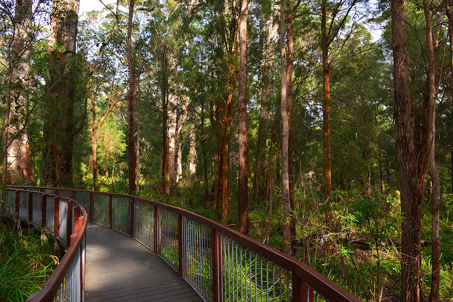 【澳大利亚旅游图片--西澳 树顶漫步巨人谷摄
