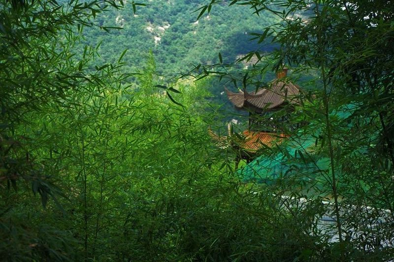 山东海阳云顶竹林-夏日避暑胜地