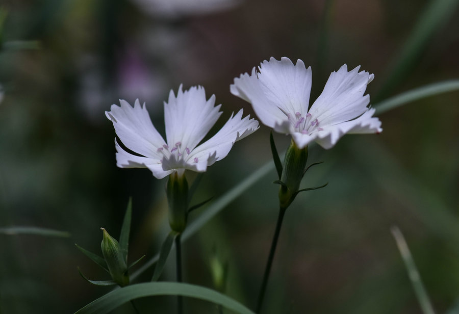 石竹花