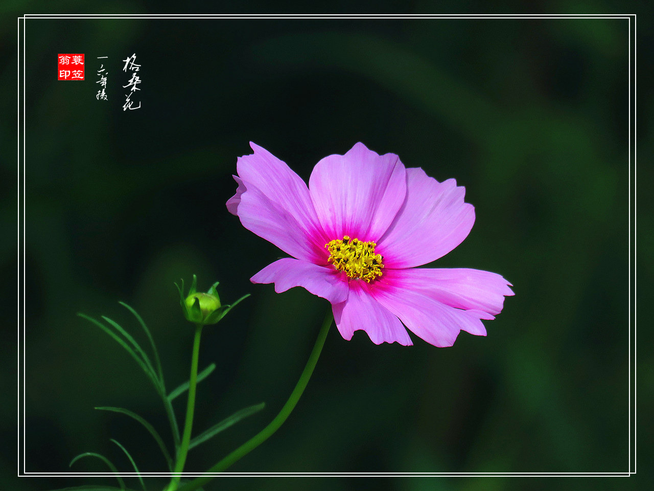 格桑花(波斯菊)