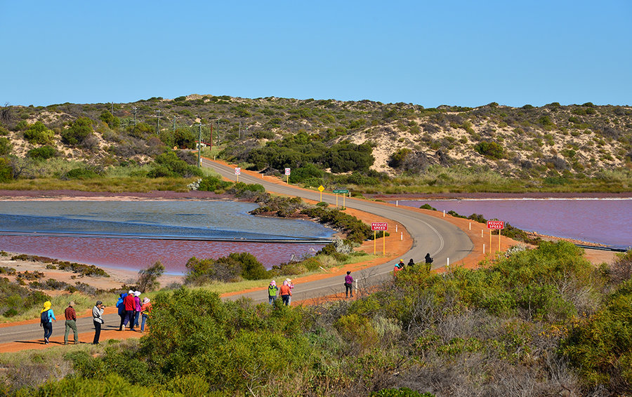 【澳大利亚旅游图片--西澳 粉红湖摄影图片】风