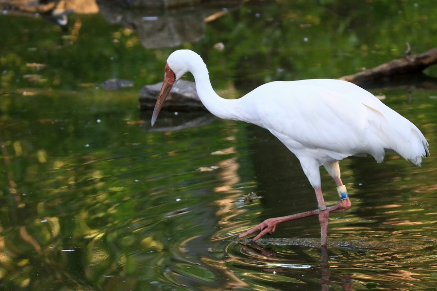 【鸟--【白鹤】摄影图片】生态摄影_太平洋电脑网摄影部落