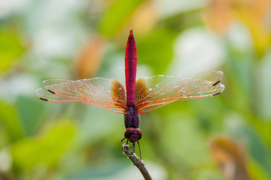 【虫虫世界【92】-红蜻蜓摄影图片】生态摄影