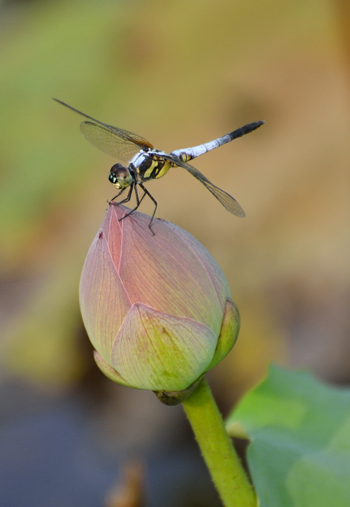 【不一样的蜻蜓摄影图片】生态摄影_太平洋电脑网摄影