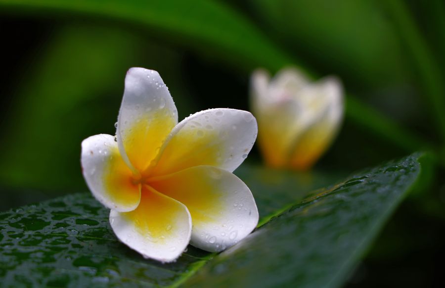 鸡蛋花