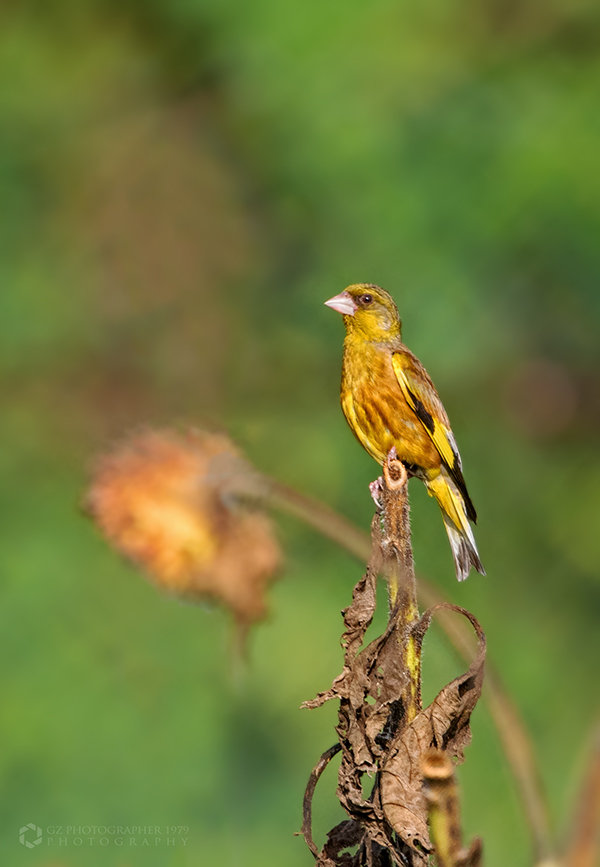 【鸟 季 【10】-- 金翅鸟摄影图片】生态摄影