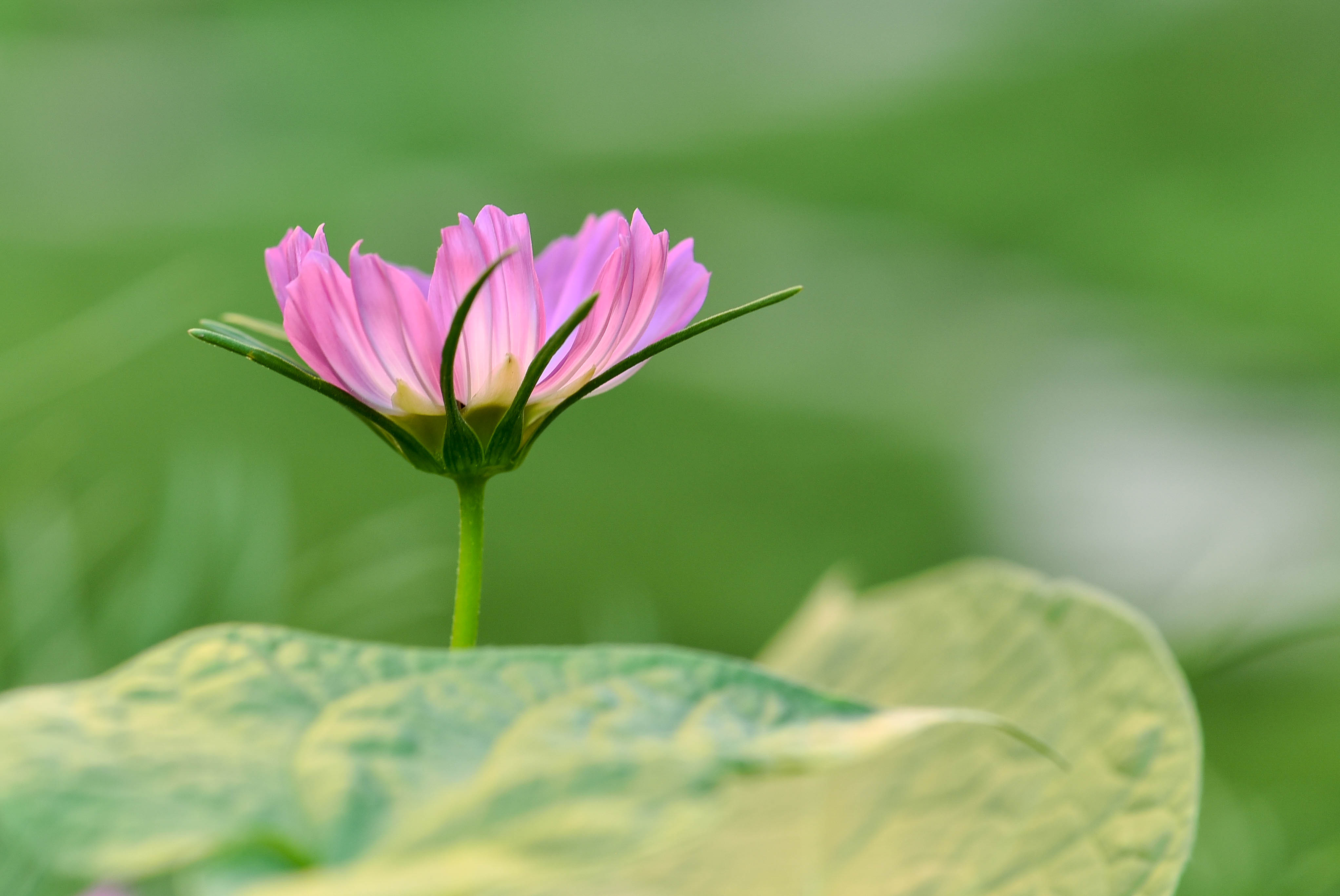 格桑花祝大家周末愉快