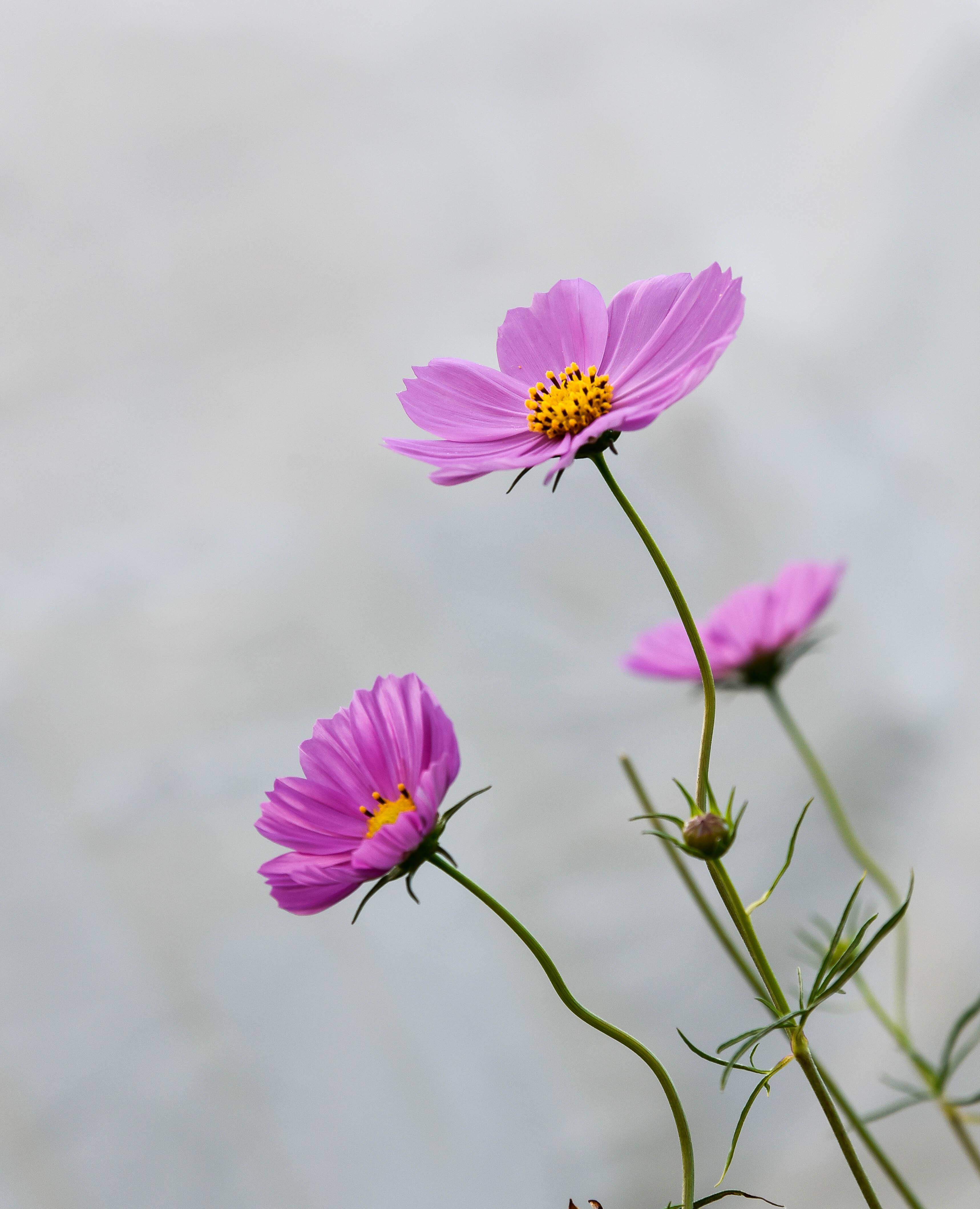 格桑花祝大家周末愉快