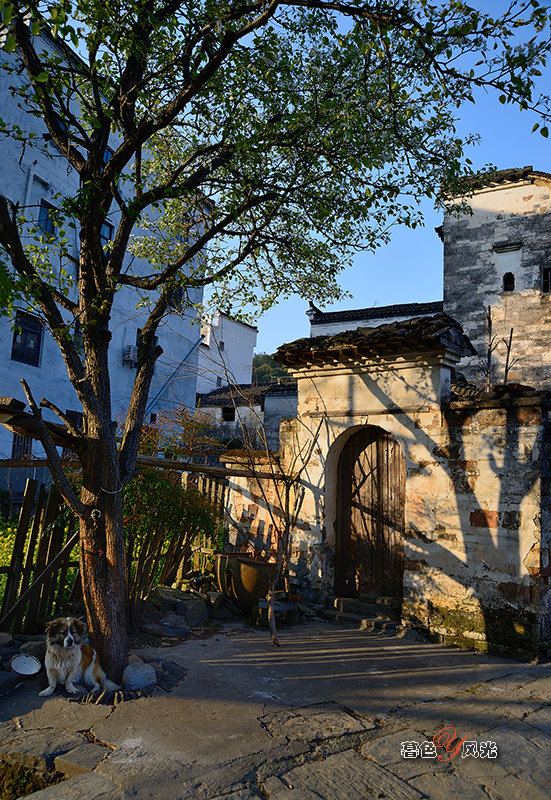 小拍婺源晓起村