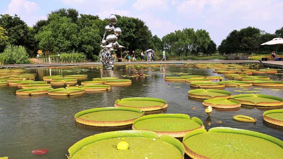 【上海辰山植物园睡莲摄影图片】生态摄影