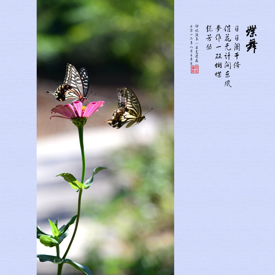 蝶恋花