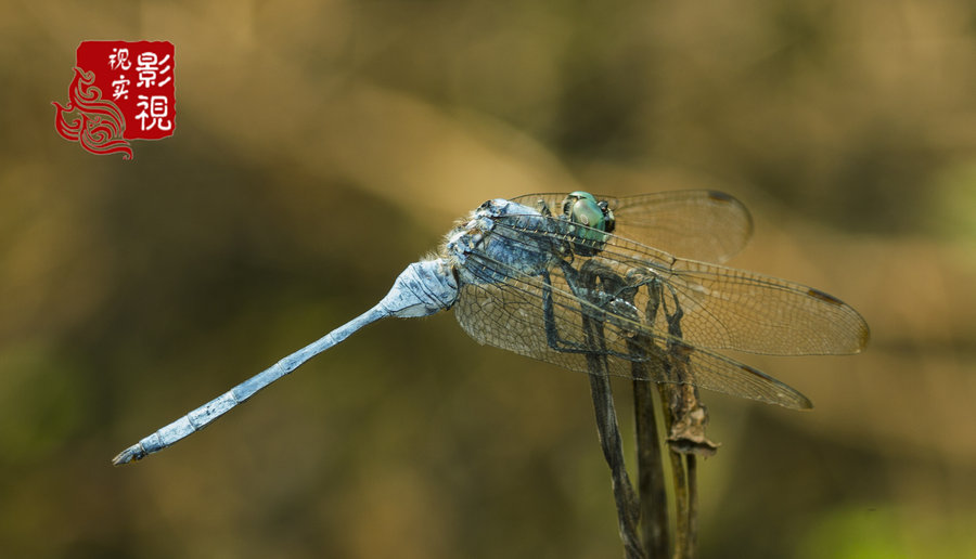 【蜻蜓,善舞精灵摄影图片】生态摄影