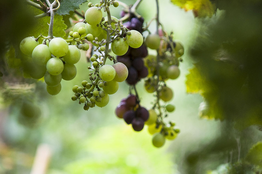 自然生长的葡萄
