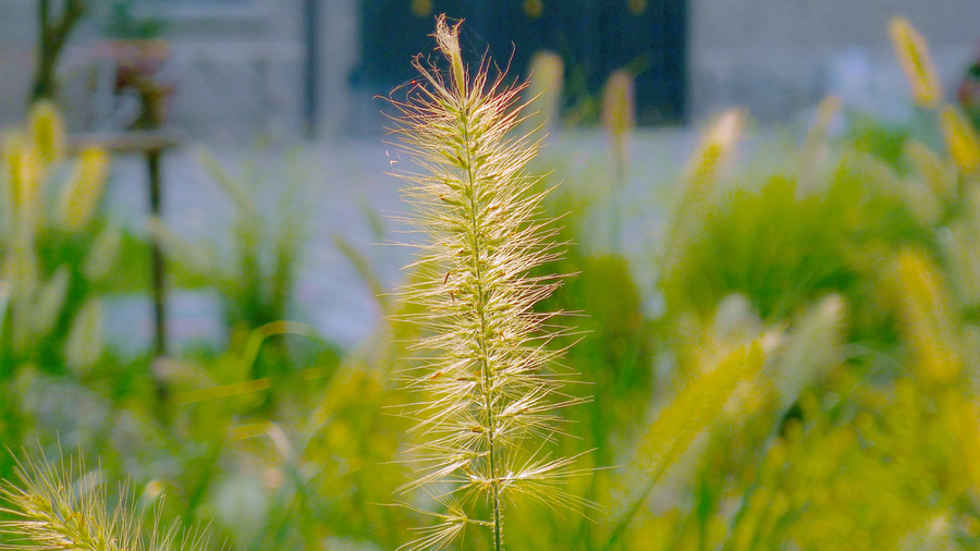 【锋芒毕露狗尾草摄影图片】生态摄影