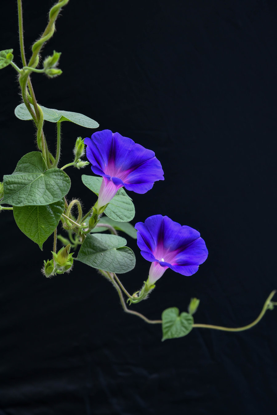 再见 牵牛花!