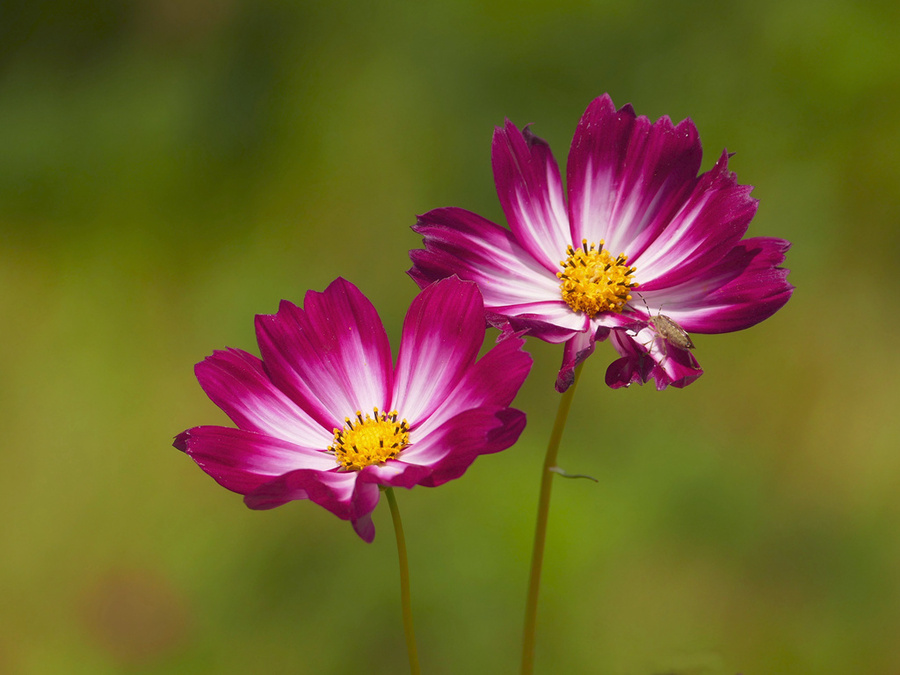波斯菊