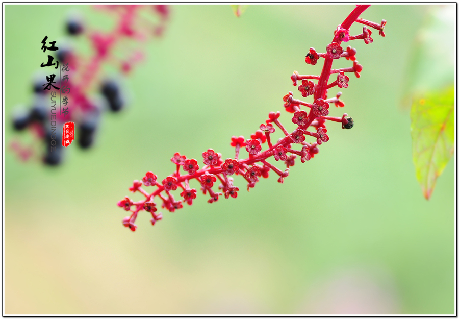 【美美的红山果摄影图片】生态摄影