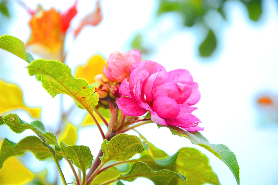 八月海棠花又开