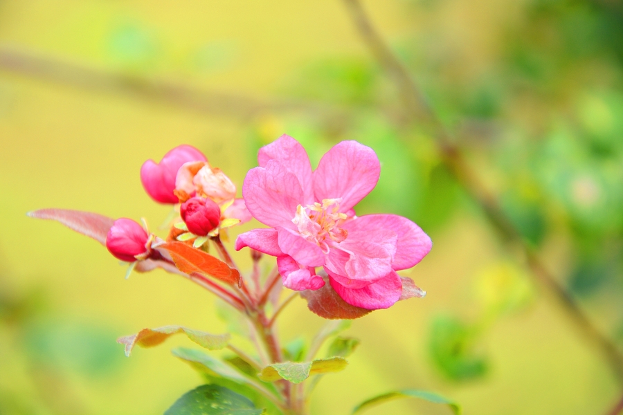 八月海棠花又开