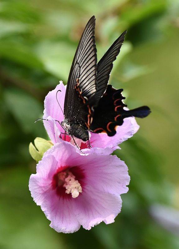 蝶恋花