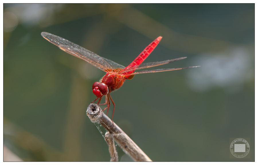 【红蜻蜓摄影图片】生态摄影