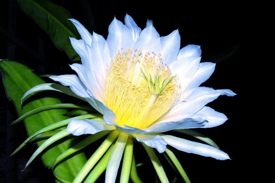 夜色中的火龙果花 (共p)