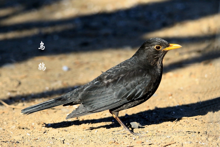 鸟——【京城拍鸟】之二(鸫类)