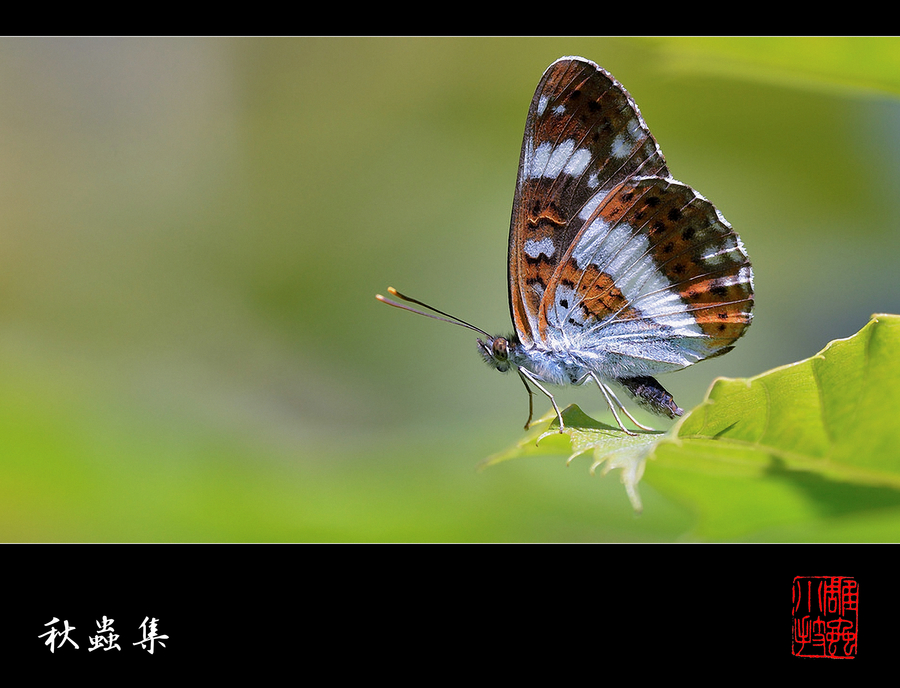 【雕虫小技--秋虫集-1摄影图片】杭州花圃生态