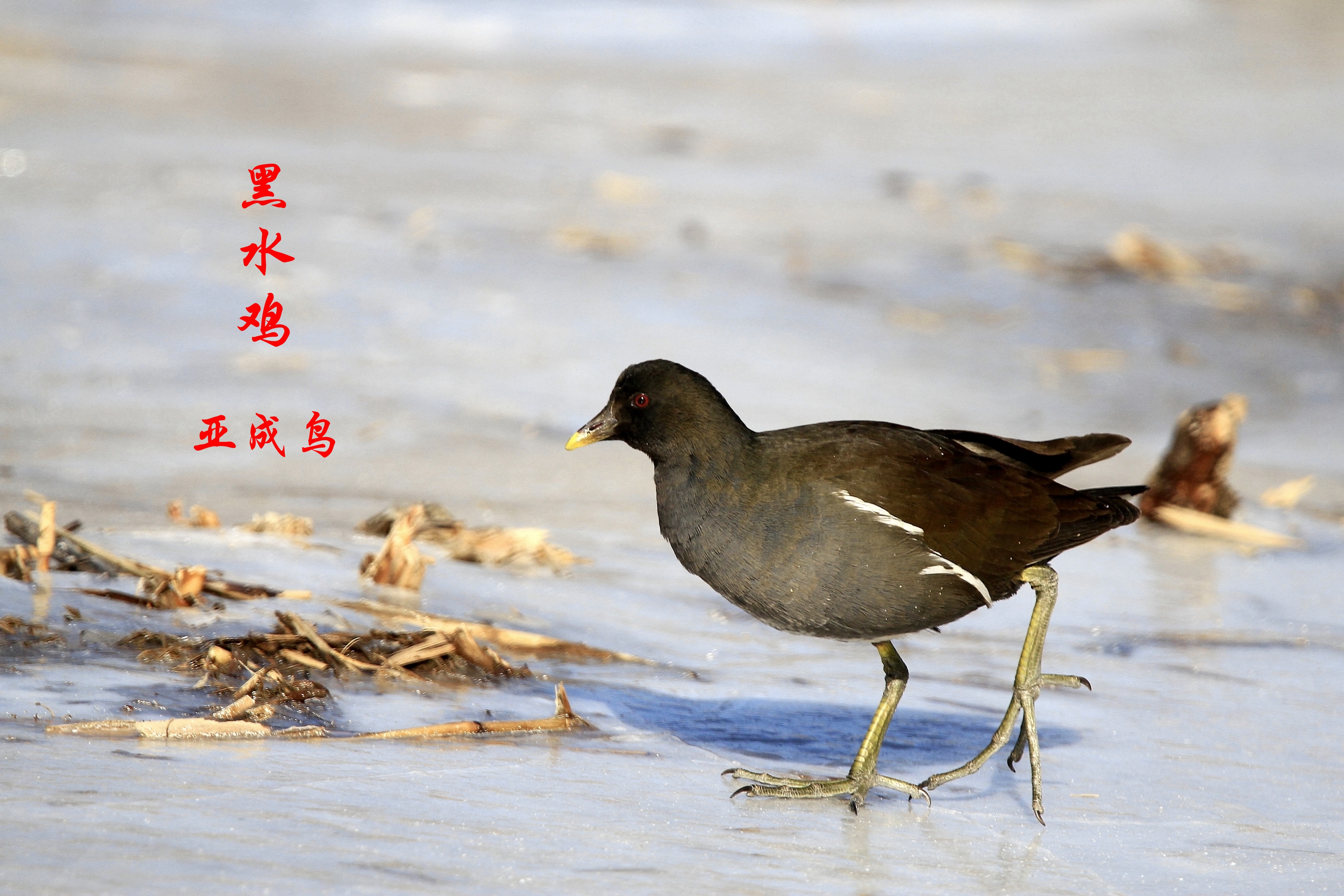 鸟京城拍鸟大全之四鸡类